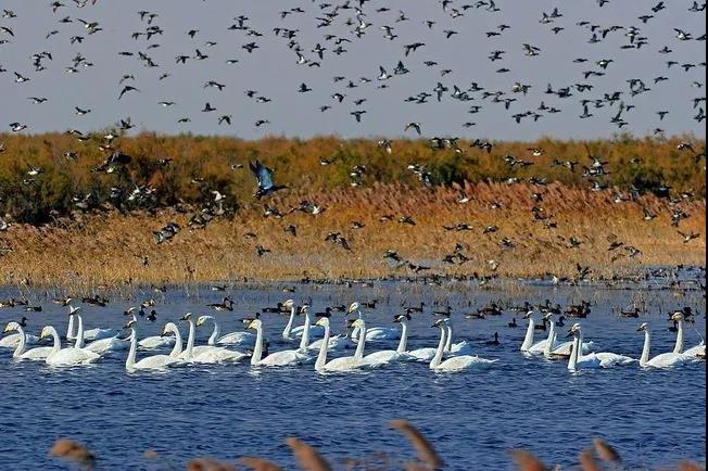 观天鹅、游黄河、赏地坑院专列两日游